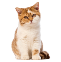 Cat food