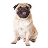 Dog food