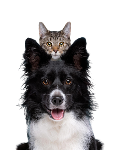 Happy pet with Hypaws